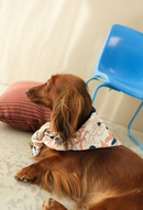 Bandana Chien Prusse