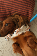 Bandana Chien Prusse