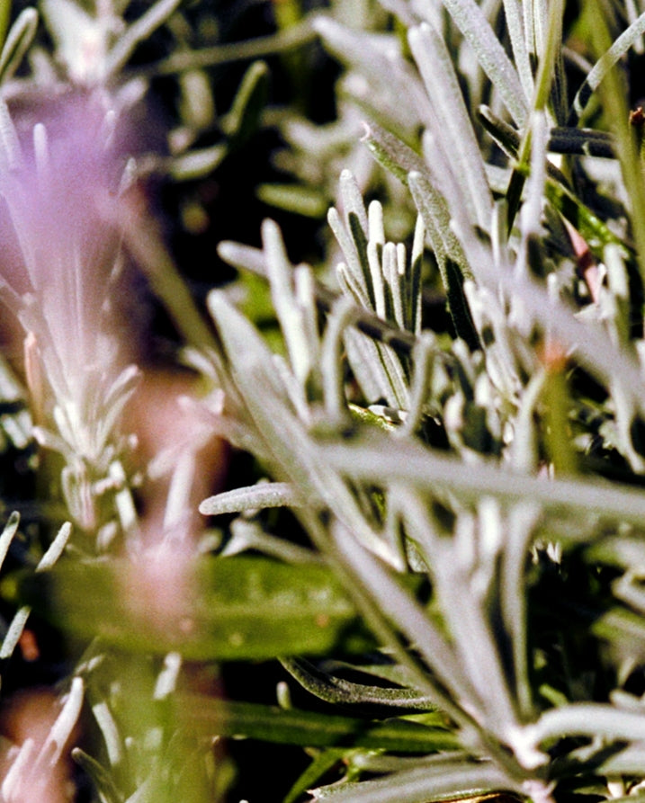 094 Nettoyant Pour Les Mains Et Le Corps - Sauge / Romarin / Lavande