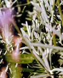 092 Crème Pour Les Mains - Sauge / Romarin / Lavande