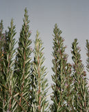 092 Crème Pour Les Mains - Sauge / Romarin / Lavande