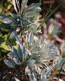 094 Nettoyant Pour Les Mains Et Le Corps - Sauge / Romarin / Lavande