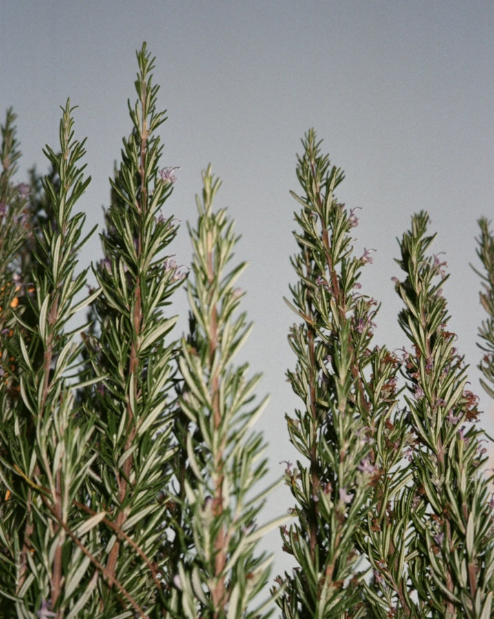 094 Nettoyant Pour Les Mains Et Le Corps - Sauge / Romarin / Lavande