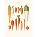 Sciences Naturelles - Carottes,Ernst Benary