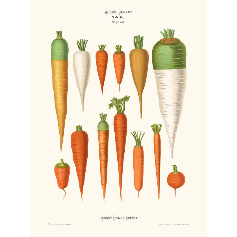Sciences Naturelles - Carottes,Ernst Benary
