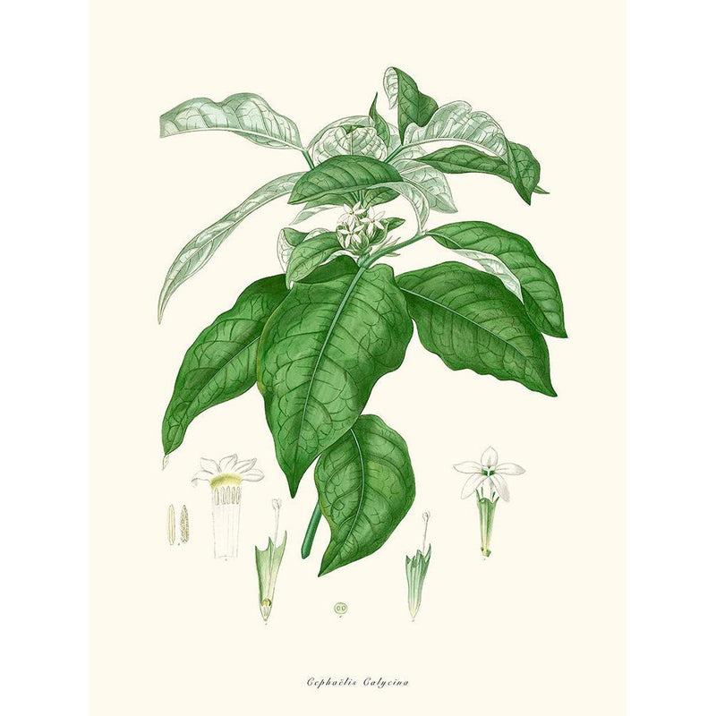 Sciences Naturelles - Cephae?lis Calycina