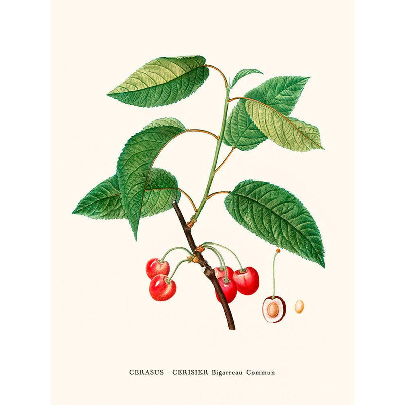 Sciences Naturelles - Cerisier Par Pierre-Joseph Redouté