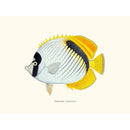 Sciences Naturelles - Chaetodon Lineolatus