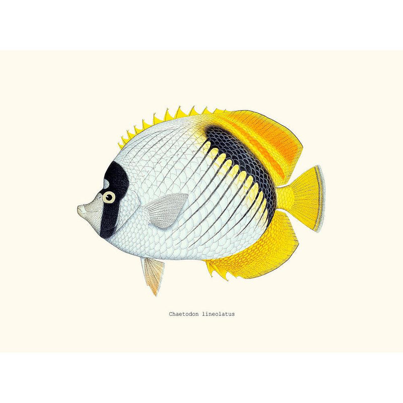 Sciences Naturelles - Chaetodon Lineolatus