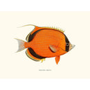 Sciences Naturelles - Chaetodon Semeion