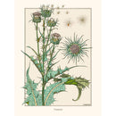 Sciences Naturelles - M.P Verneuil -Chardon