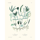 Sciences Naturelles - Chauvinia PL23,La Coquille