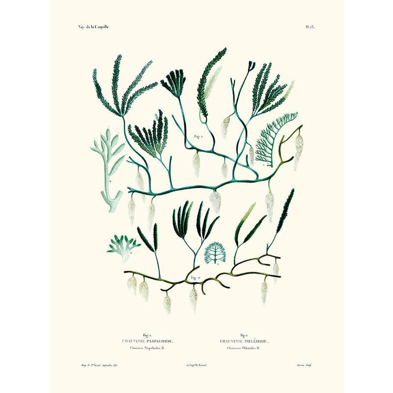 Sciences Naturelles - Chauvinia PL23,La Coquille