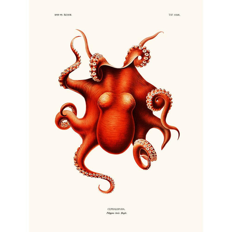 Salam Editions - Polypus Levis Hoyle