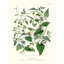 Sciences Naturelles - Codonopsis,Illustration Of Himalayan Plants (Plate XVI)