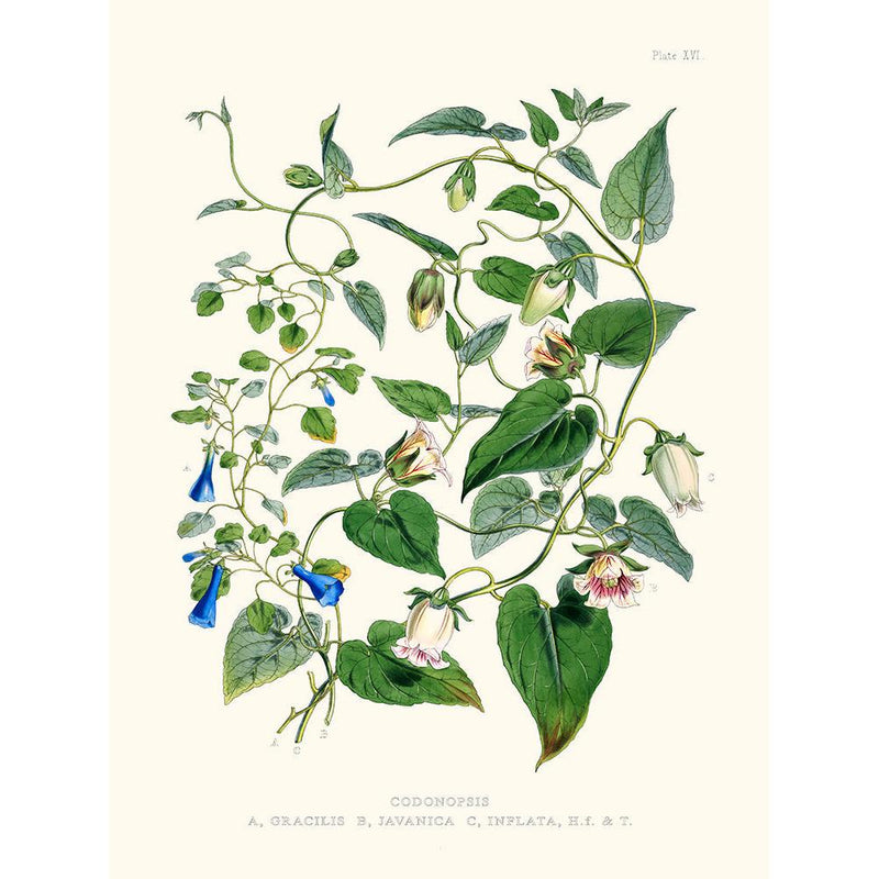 Sciences Naturelles - Codonopsis,Illustration Of Himalayan Plants (Plate XVI)