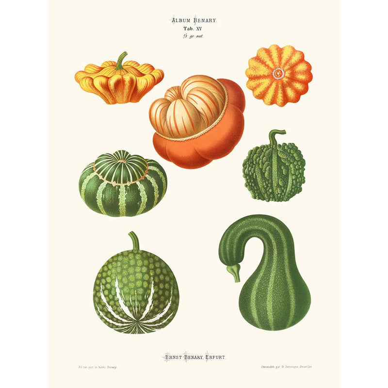 Sciences Naturelles - Coloquintes,Ernst Benary