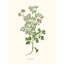Sciences Naturelles - Coriander,Coriande