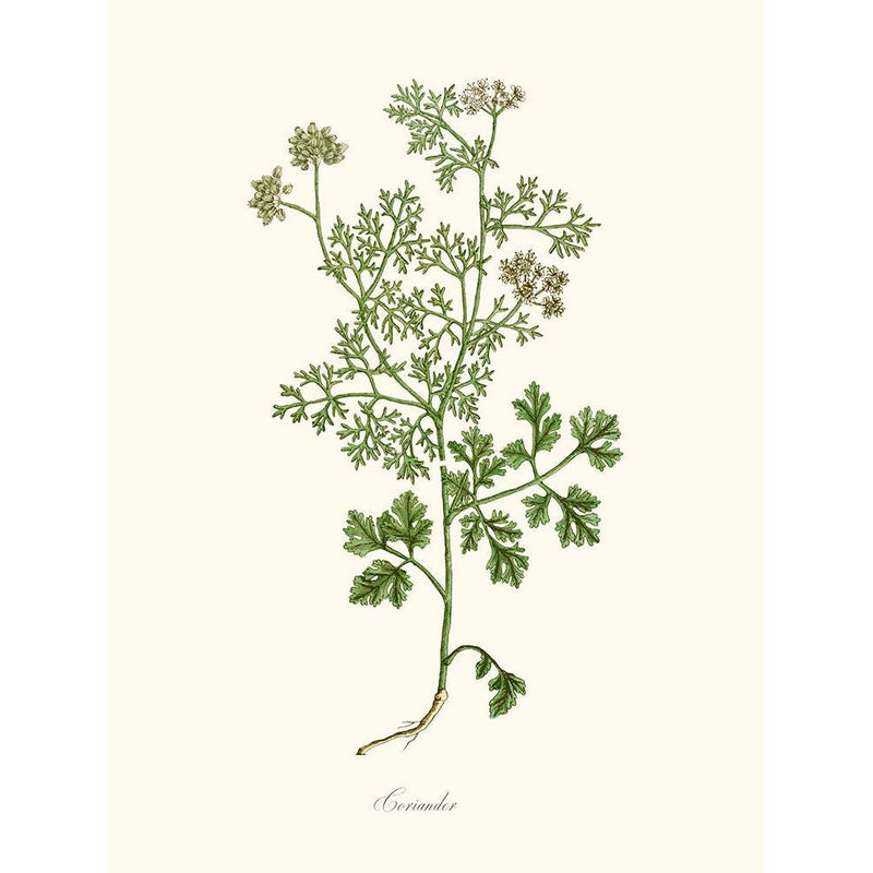 Sciences Naturelles - Coriander,Coriande