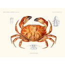 Sciences Naturelles - Crabe
