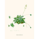 Sciences Naturelles - Crassule Orbiculaire