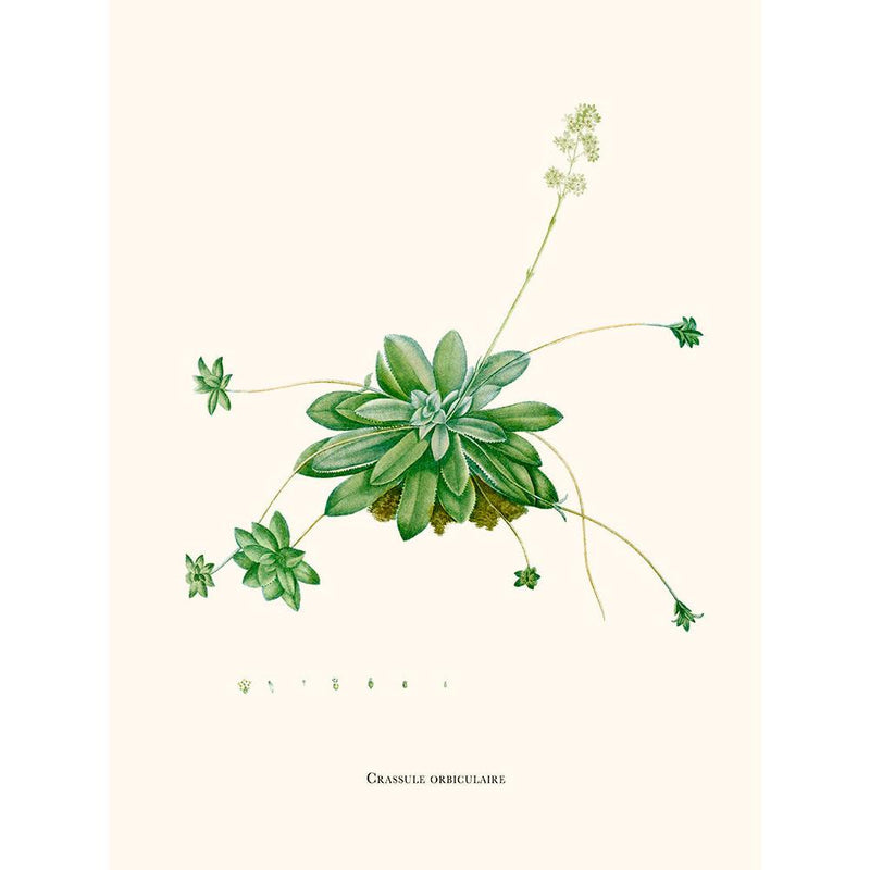 Sciences Naturelles - Crassule Orbiculaire