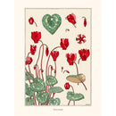 Sciences Naturelles - M.P Verneuil,Cyclamen