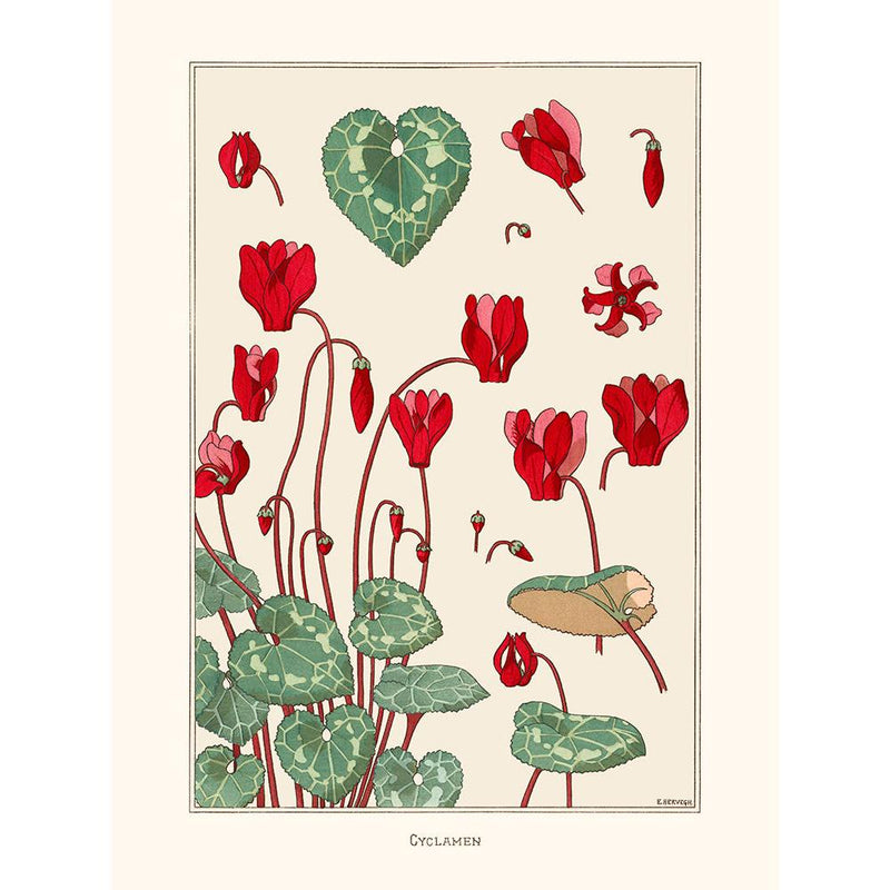 Sciences Naturelles - M.P Verneuil,Cyclamen