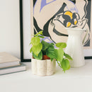 pot autonome paula blanc grainé avec une belle plante verte qui pousse dessus