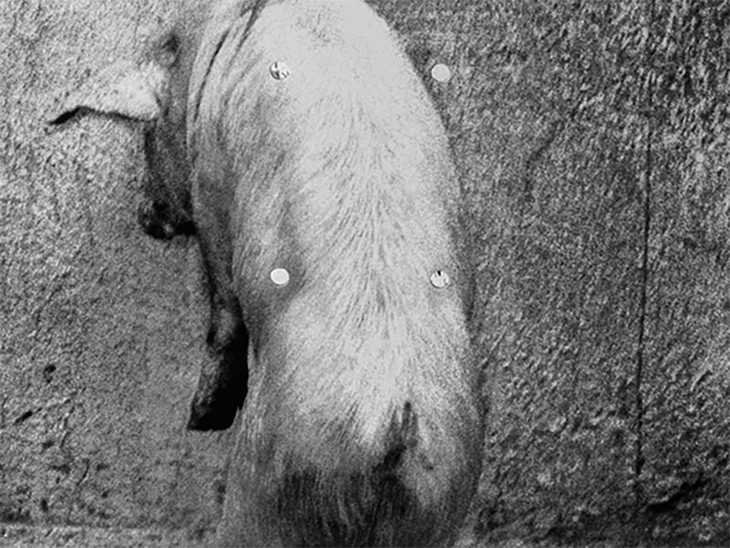 Roger Ballen - Hanging Pig