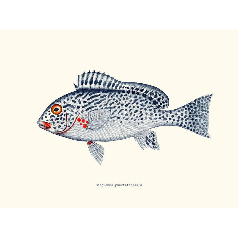 Sciences Naturelles - Diagramma Punctatissimum