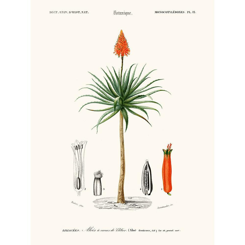 Sciences Naturelles - Aloès