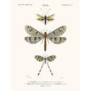 Sciences Naturelles - Ascalaphe