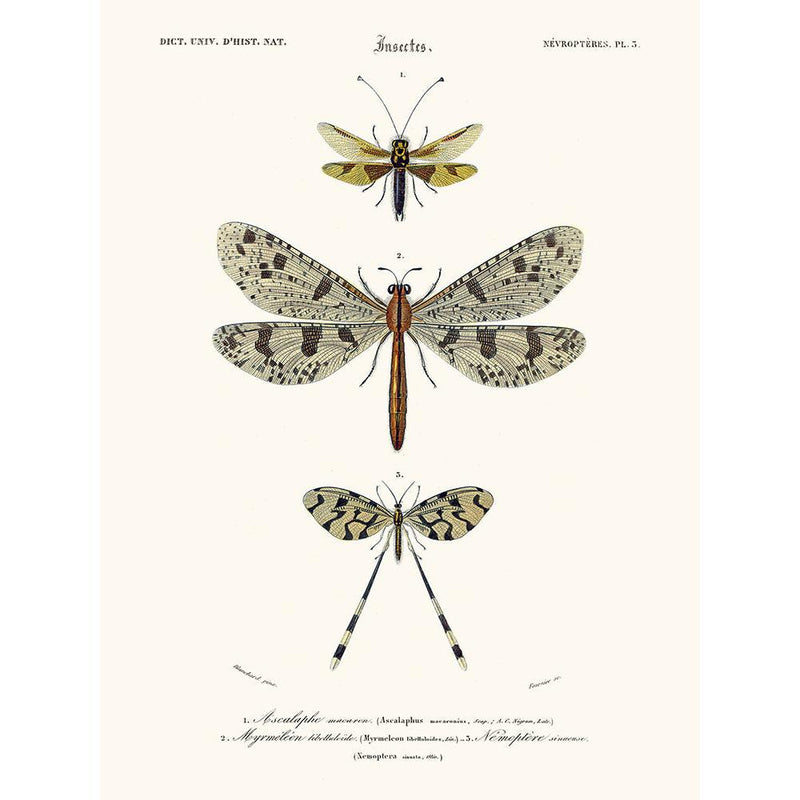 Sciences Naturelles - Ascalaphe