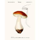 Sciences Naturelles - Bolet