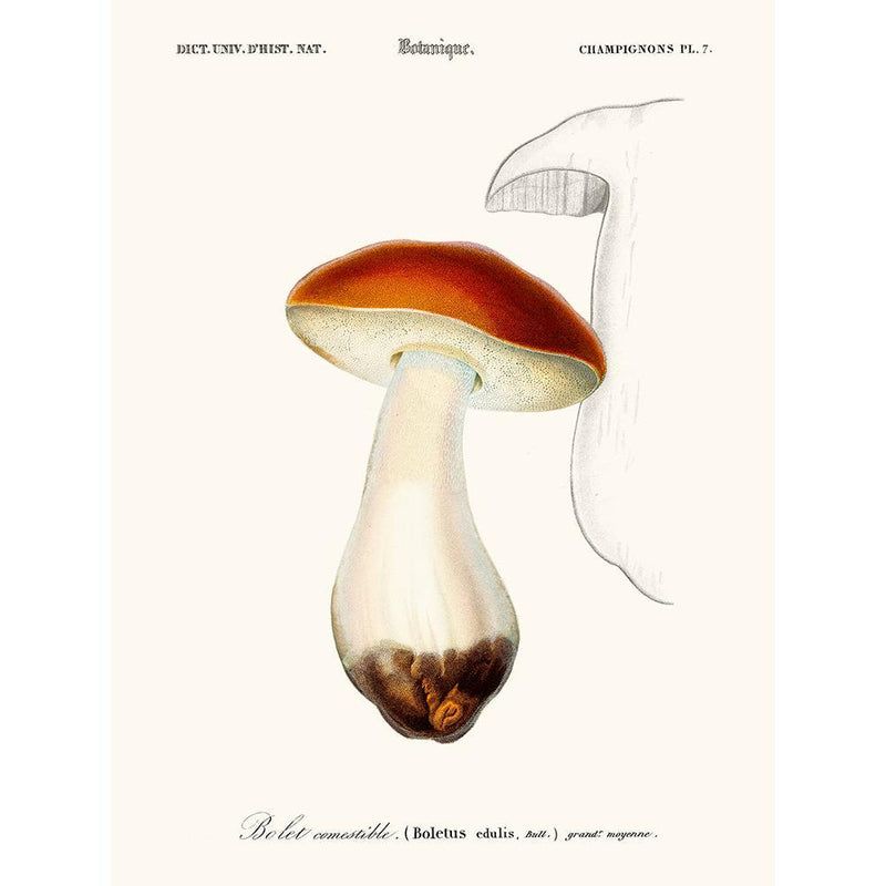 Sciences Naturelles - Bolet