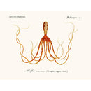 Sciences Naturelles - Cephalopode
