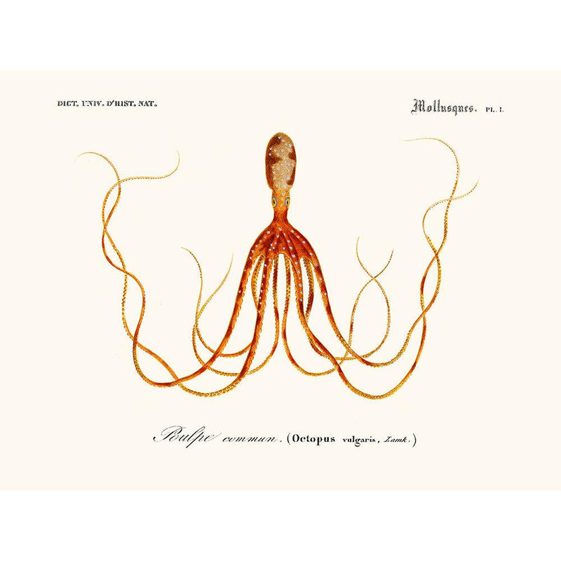 Sciences Naturelles - Cephalopode