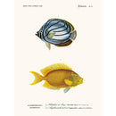 Sciences Naturelles - Chetodon