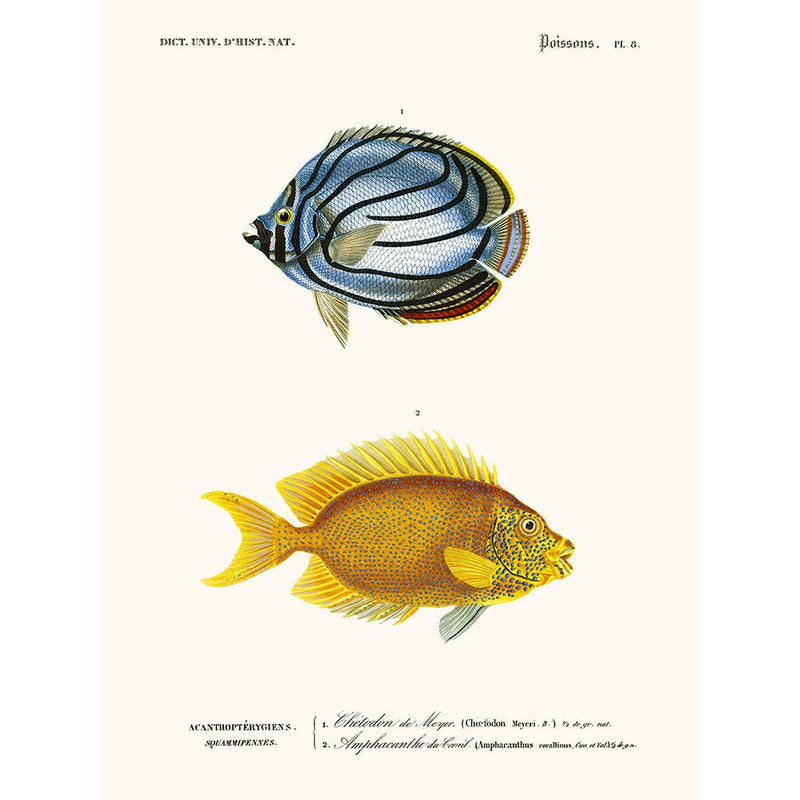 Sciences Naturelles - Chetodon