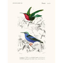 Sciences Naturelles - Colibri