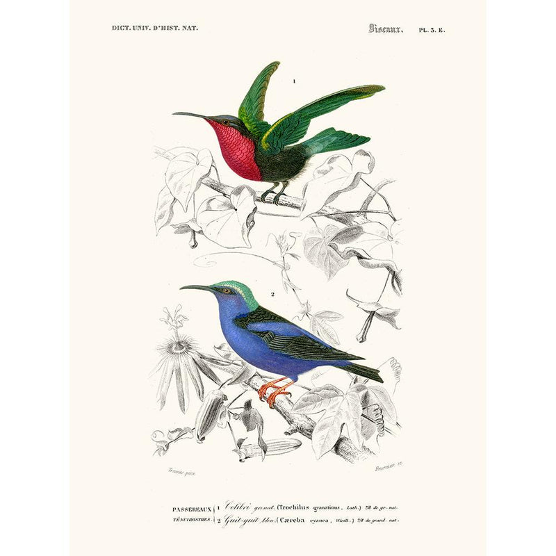 Sciences Naturelles - Colibri