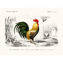 Sciences Naturelles - Coq