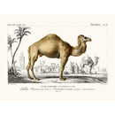Sciences Naturelles - Dromadaire