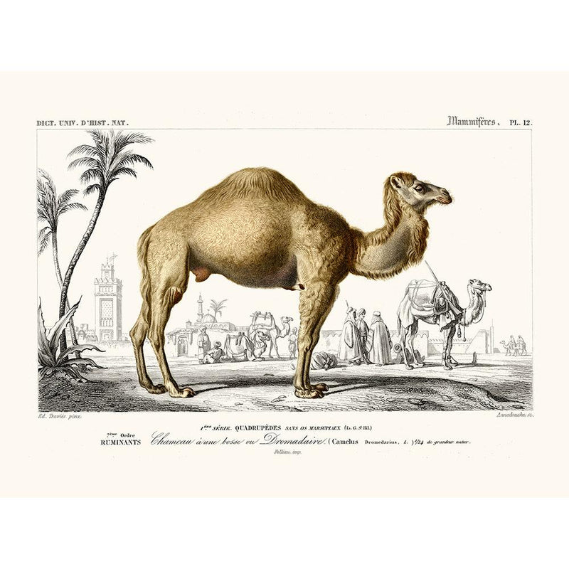 Sciences Naturelles - Dromadaire