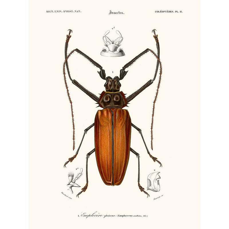 Sciences Naturelles - Enoplocère