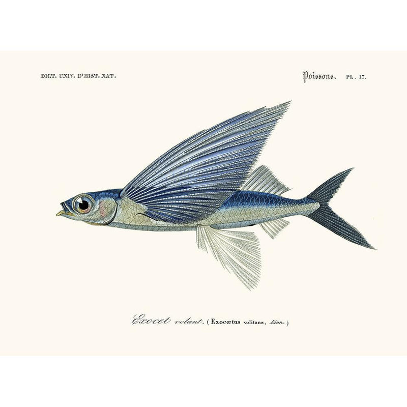 Sciences Naturelles - Exocet