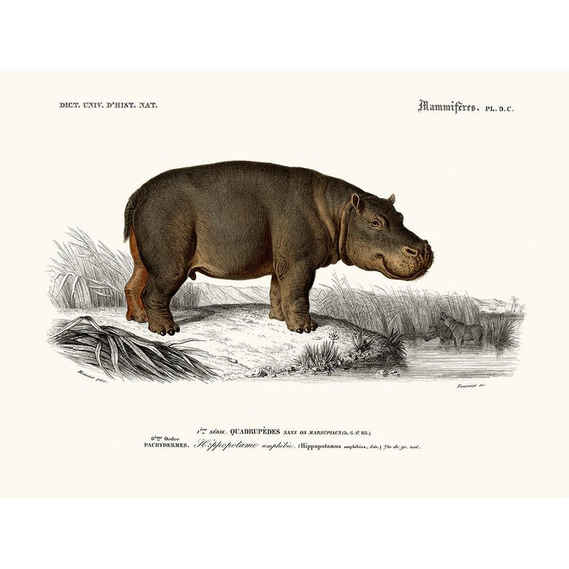 Sciences Naturelles - Hippopotame