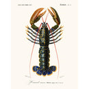 Salam Editions - Homard