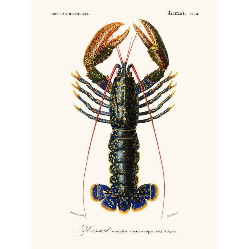 Salam Editions - Homard